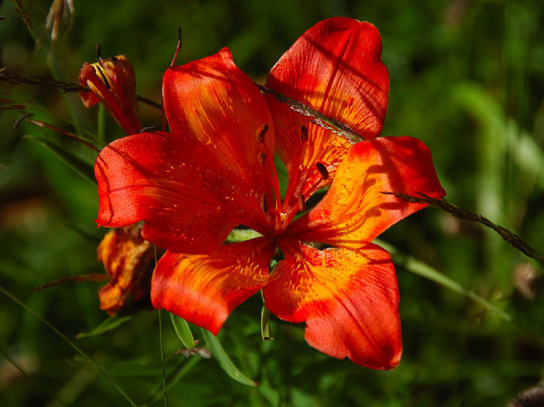 Red lily, photo by Francesco Meschia via Flickr