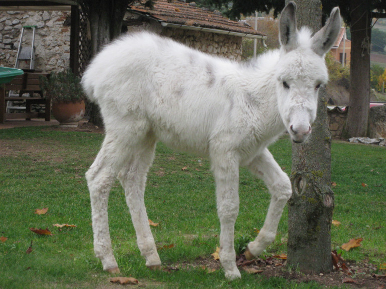 a white donkey in the garden