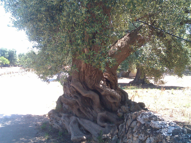 An olive tree set in correspondence with a dry stone wall which performs the dual function of protection of biodiversity and drainage for water