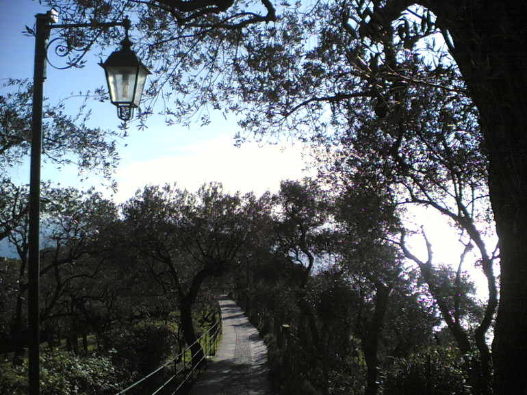 The path passes across the Monte Portofino, surrounded by trees