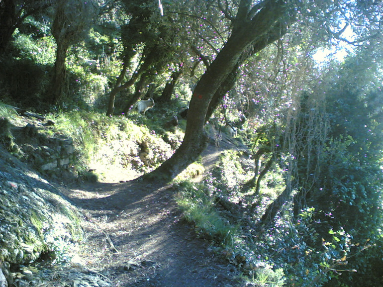 A path passes across the trees, the sun seeps through the branches