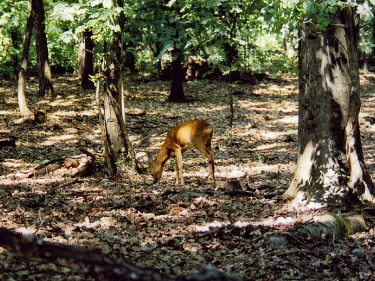 Deer in the Carrega Woods