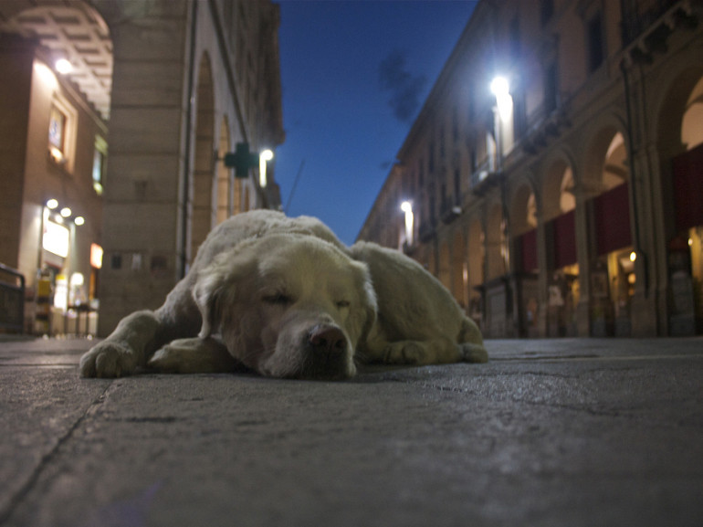 a street in teramo at night. There is a big dog sleeping in the middle