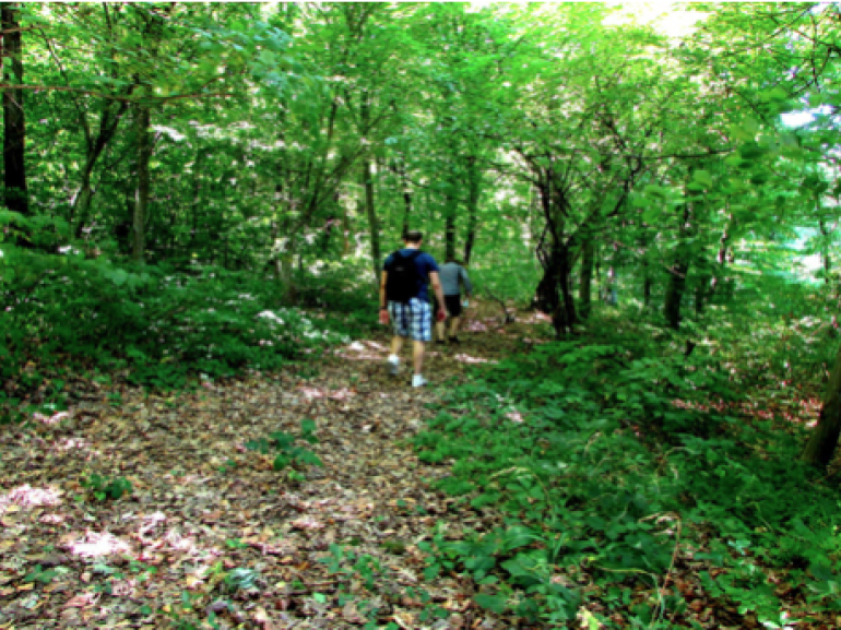 The woods of Donji Milanovac