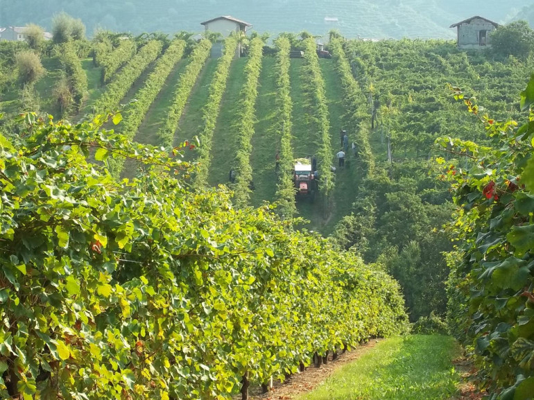 vineyards on hills