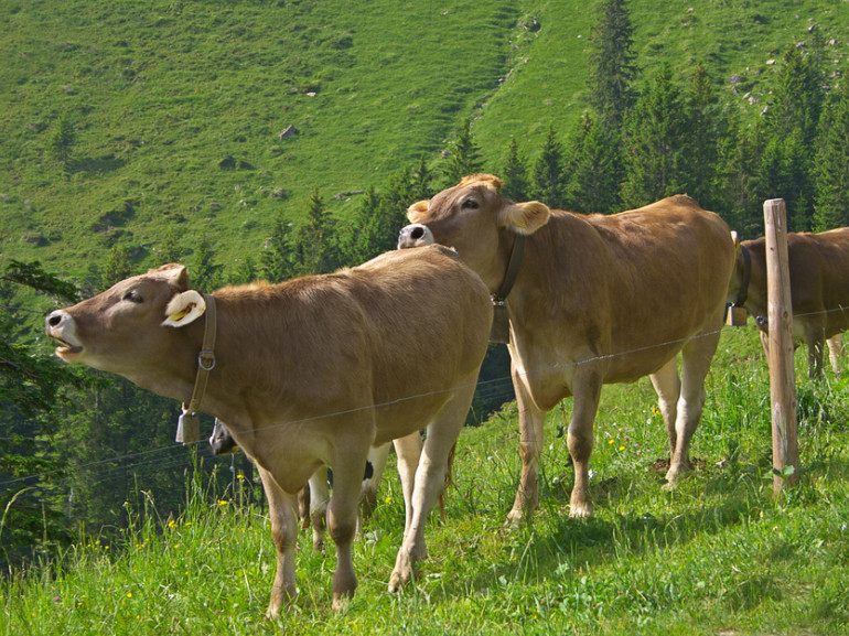 cows walking through the grass