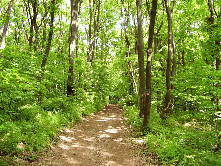a green forest with a path