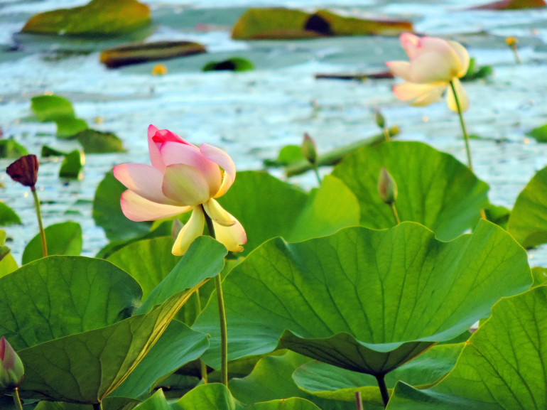 Lotus flowers floating in the lake of Varese