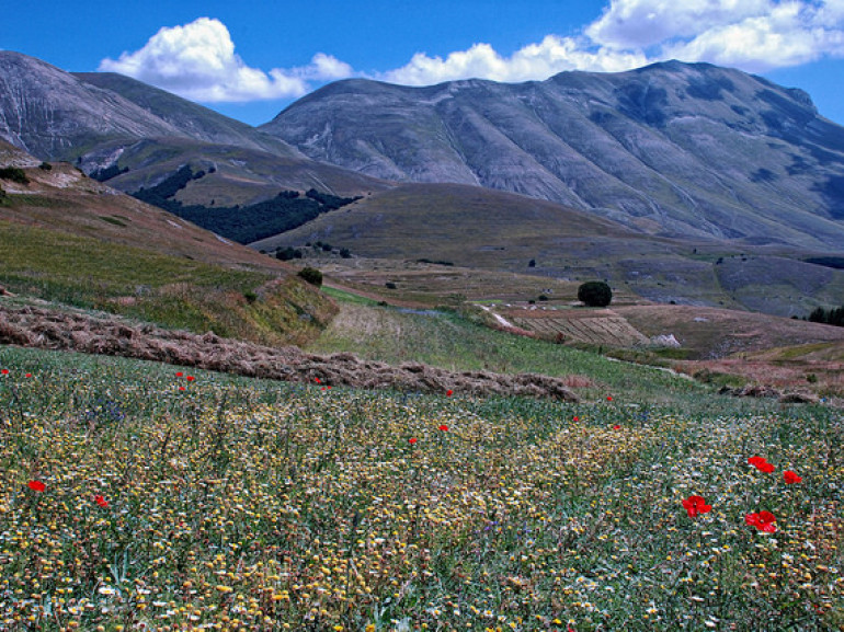 Vettore mountain surrounded by green fields with flowers