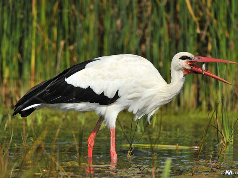 White Stork Park Adda south, photo by Massimiliano Sticca via Flickr