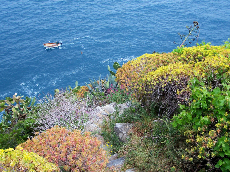 the sea seen from a hill full of plants and trees