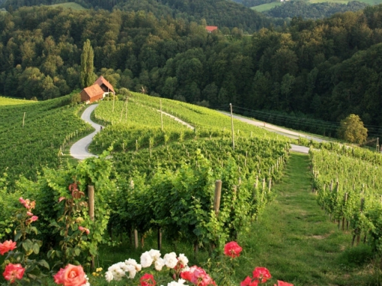 Vineyards near Maribor, one of the wine capitals of Slovenia