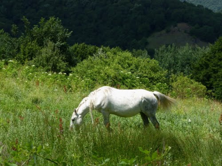 a horse in the grass