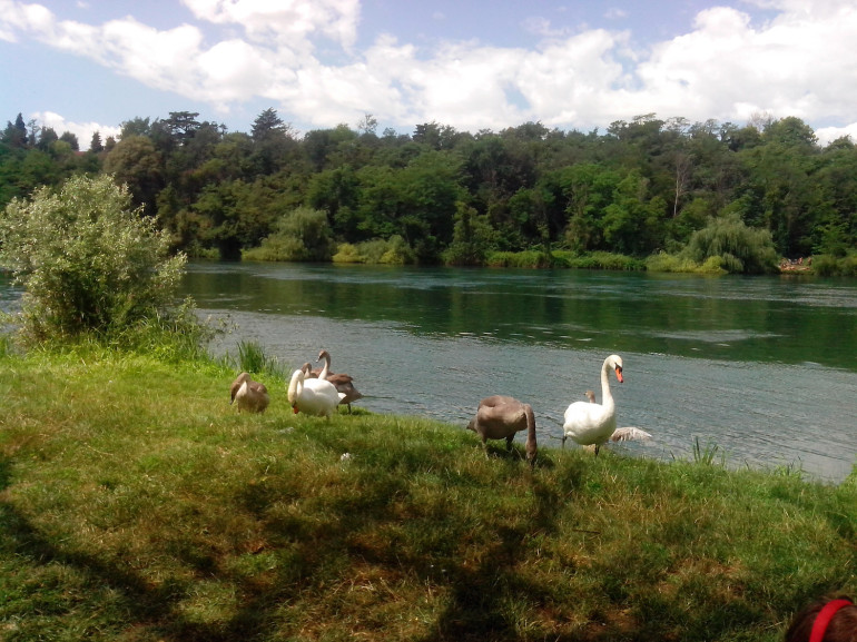 A swans family on the bank of the river Adda