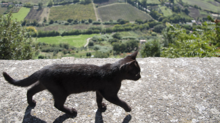 A black cat walking on a wall, behind you can se the city ov Orvieto and green hills all around