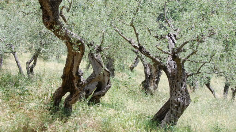 olive trees in a field