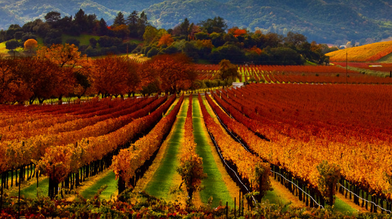 wineyards in autumn