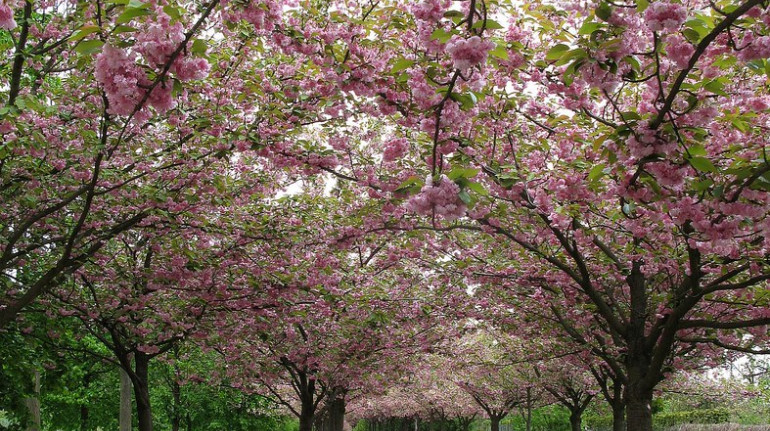 Berliner Mauerweg cherry trees